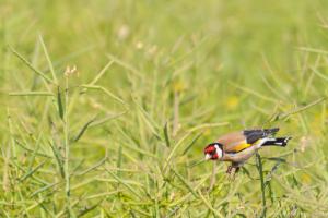 LangesFeld_Stieglitz_Web_01