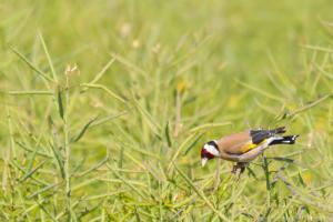 LangesFeld_Stieglitz_Web_02