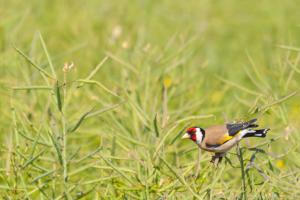 LangesFeld_Stieglitz_Web_03