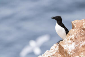 2020_Helgoland_Tordalk_Web_02_(1)