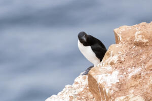 2020_Helgoland_Tordalk_Web_03