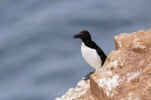 2020_Helgoland_Tordalk_Web_04