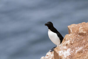 2020_Helgoland_Tordalk_Web_05