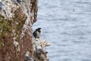 2020_Helgoland_Tordalk_Web_09