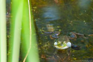 Otterzentrum_Froesche_Web01-1