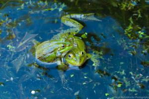 Otterzentrum_Froesche_Web08-1