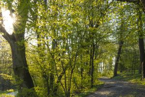 ParkSchoenfeld_Waldweg_Web_01